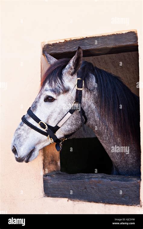 Horse Looking Out Stable Window Stock Photo Alamy