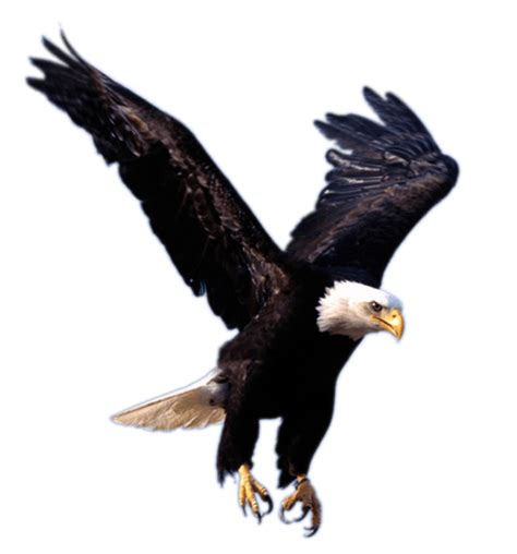 Download Eagle Landing Transparent Png Stickpng