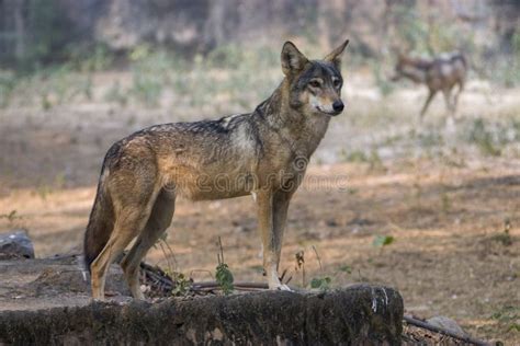 The Closeup Image Of Indian Wolf Stock Photo Image Of Nature Grey