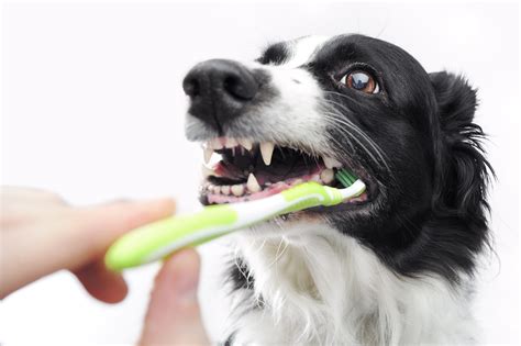 Teeth Brushing Dog Pet Age