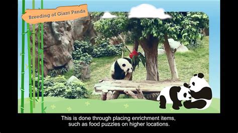 Lets Learn About Breeding Of Giant Panda Youtube