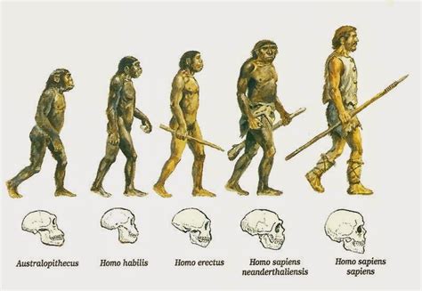 La Evolución Humana Proceso De Hominización Sobrehistoria A66