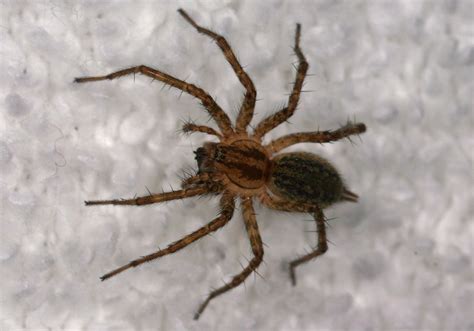 Arachnidspart4misc Agelenopsis Sp Grass Spider