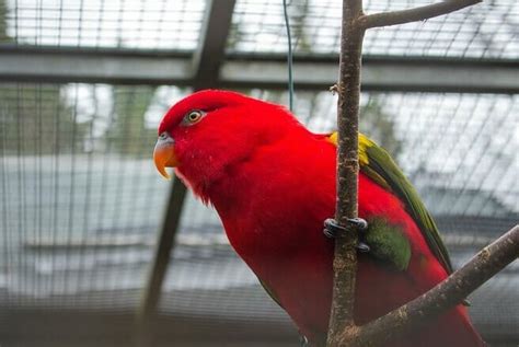 Top 300 Most Popular Female Bird Names Petpress