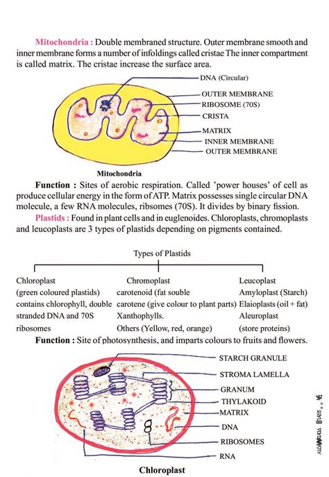 Cbse Notes Class 11 Biology Cell The Unit Of Life
