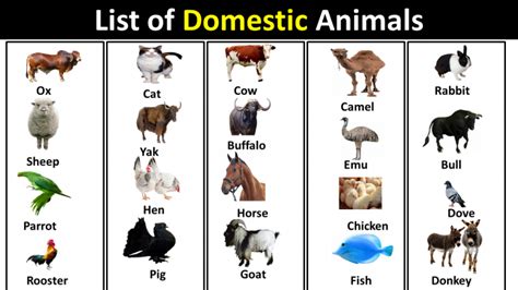 List Of Domestic Animals In English Vocabulary Point