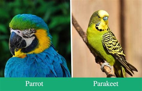 Parrot Vs Parakeet Vlrengbr