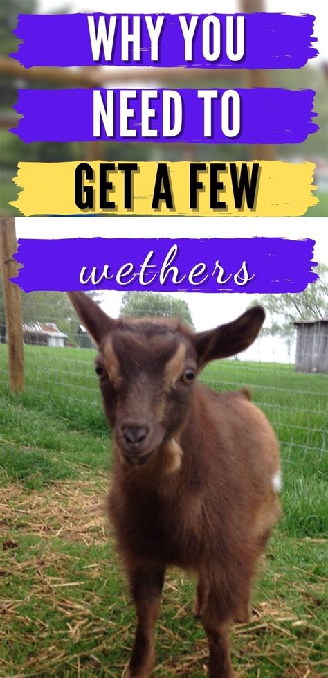 Keeping Goats Raising Goats Goat Toys Goat Care Activated Charcoal
