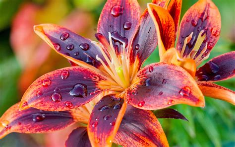 Two Colors Petals Lily Flower Close Up Dew Wallpaper Flowers