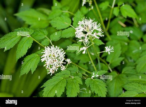 White Baneberry Actaea Pachypoda Blooming Stock Photo Alamy