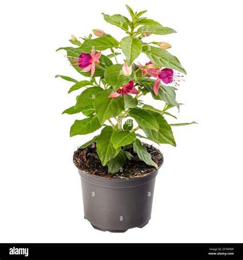 Bright Pink Fuchsia Flower Stock Photo Alamy