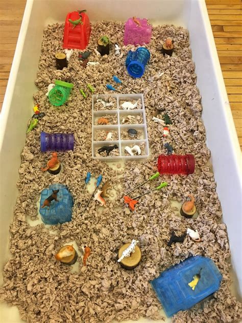 Pets sensory bin | Pets preschool theme, Preschool sensory bins, Pets