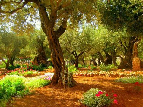 Huerto Getsemani Jerusalen Garden Of Gethsemane Holy Land Israel