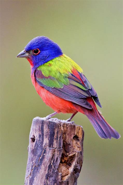 Painted Bunting Passerina Ciris Photograph By Larry Ditto Pixels