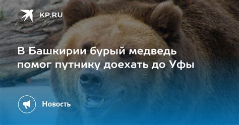 В Башкирии бурый медведь помог путнику доехать до Уфы Kpru