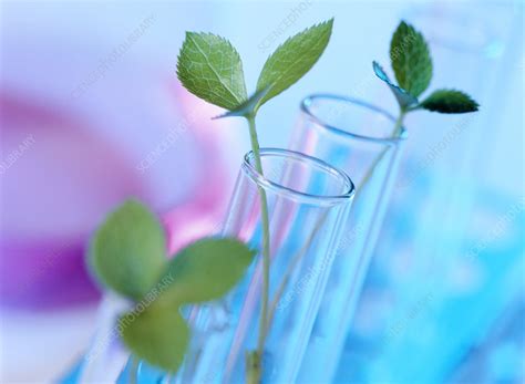 Plant Biotechnology Stock Image F0010477 Science Photo Library