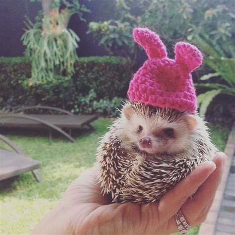 This Hedgehog Day Treat Yourself With 15 Pictures Of Hedgehogs With