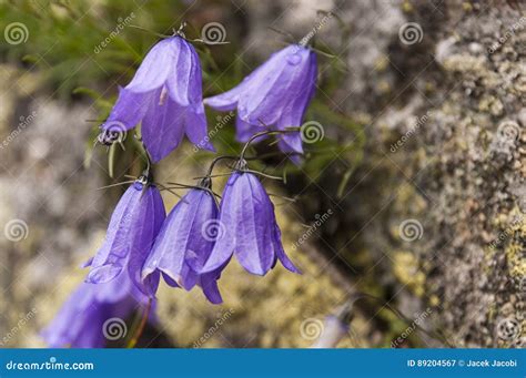 Beautiful Purple Mountain Flowers In The Tatras Campanula Alpina