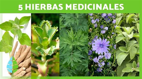 Plantas Medicinales En M Xico Descubre Sus Beneficios Y Usos Situam Org Mx