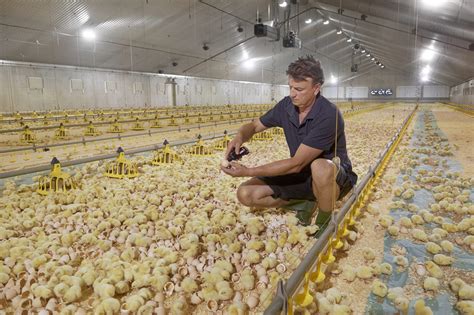 Hatching Chicks Inside The Poultry House Poultry World