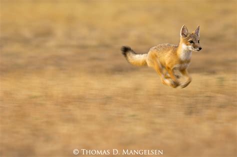 Like The Wind Swift Fox Print 2908 Mangelsen Images Of Nature