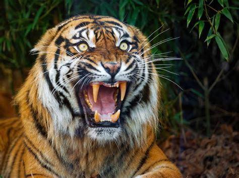 Angry Tiger Face Images