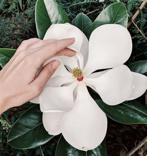 10 Fakta Menarik Magnolia Bunga Khas Musim Semi Asal Amerika Utara