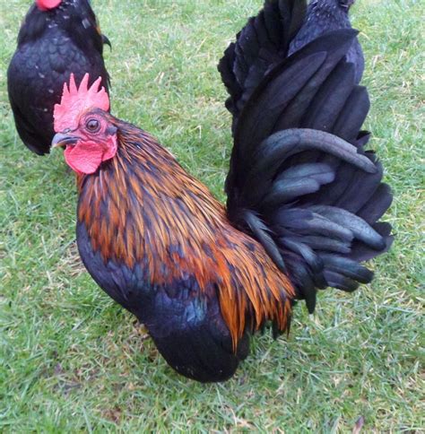 Mercedes benz w115 for sale can offer you many choices to save money thanks to 17 active results. Malaysian Serama Cockerels for sale | Bantam chickens ...