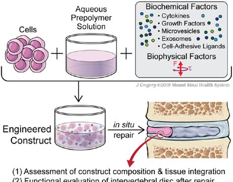 Figure 1 From The Functional Role Of Interface Tissue Engineering In