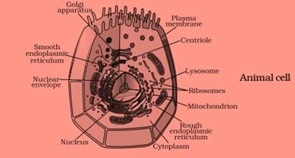 How to draw animal cell diagram for science class 9. Animal Cell Diagram For Class 9 With Label ~ DIAGRAM