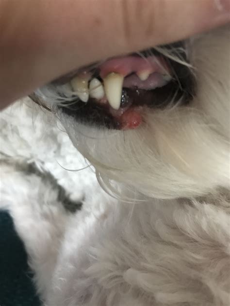 My Dog Has Had A Small Blister Like Bump On Her Bottom Lip For Several