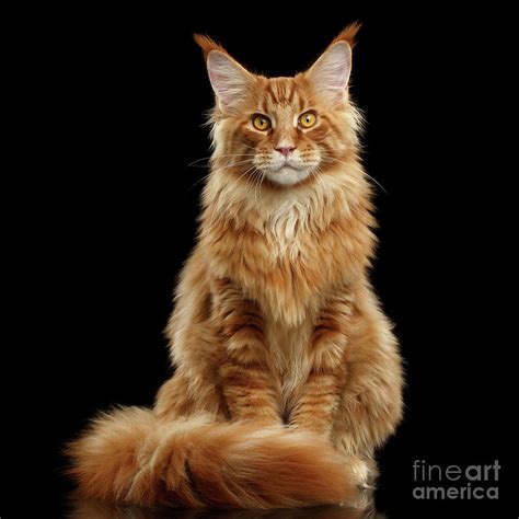Check spelling or type a new query. The Ginger Maine Coon - Maine Coon Expert