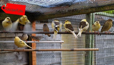 Maybe you would like to learn more about one of these? Cara Ternak Burung Kenari Sistem Koloni Mudah dan ...