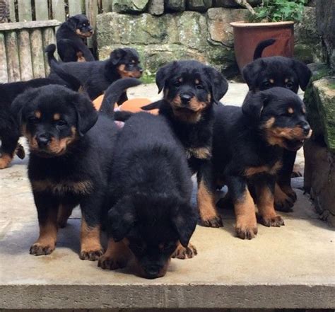 We did not find results for: Rottweiler Puppies For Sale | New York, NY #198217