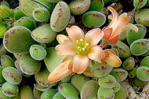 Anything and everything about succulents, a.k.a. Best 15 Fuzzy Succulents and Their Care | The Succulent ...
