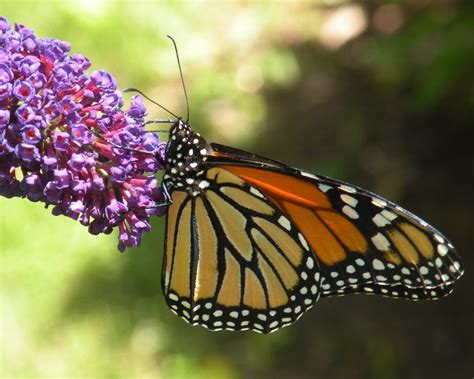 Spectacular Monarch Butterfly Birds And Blooms