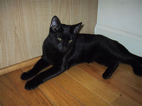 Bombay cats are moderately active. 孟买猫_趣宠网