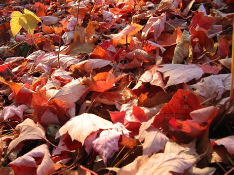 Pile Of Red Fall Leaves Clippix Etc Educational Photos For Students
