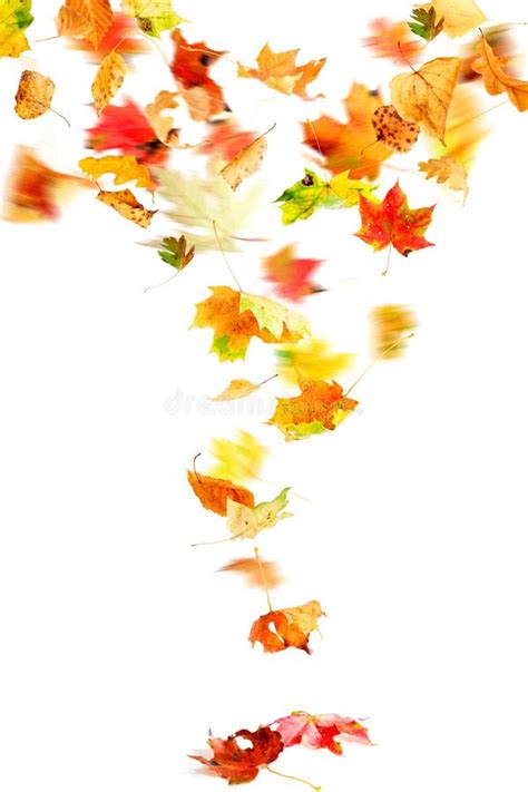 Falling Autumn Leaves Stock Photo Image Of Leaf Isolated 15937392