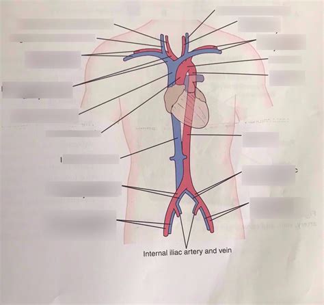 Major Branches Of Aorta And Vena Cava Diagram Quizlet