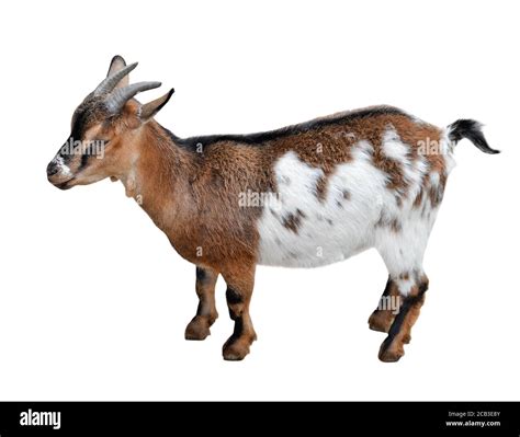 Goat Standing Full Length Isolated On White Funny White And Brown