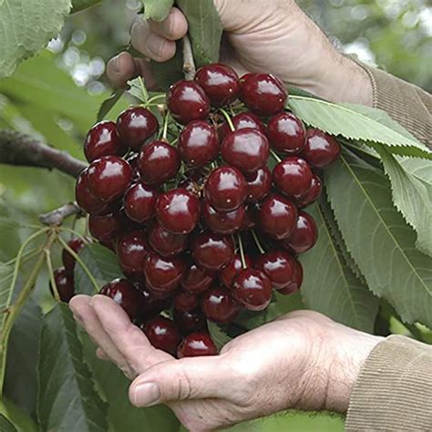 Stella Cherry Bare Root Trees Pair Uk Garden And Outdoors