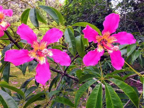Ceiba Speciosa Chorisia Speciosa Floss Silk Tree Flowering Trees