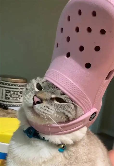 30 Cats And Dogs Who Look Like The Pope With Their Slipper Hats
