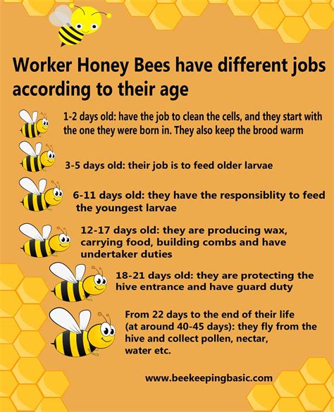 Worker Honey Bees Have Different Jobs According To Their Age Bee