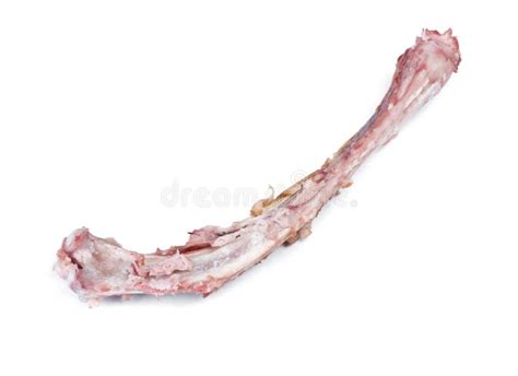 Single Bone With Flesh Stock Image Image Of Rack Meat 143349895