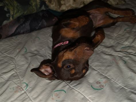 Furrylicious has dachshund puppies for sale! Dottie - New Mexico Dachshund Rescue