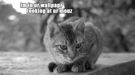❤ get the best cool cat backgrounds on wallpaperset. Download Cats Humor Wallpaper 1920x1080 | Wallpoper #247297
