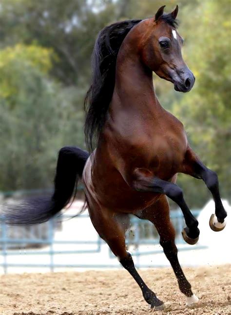 Pin By Joni Manning Sterling On Amazing Horses Horses Beautiful