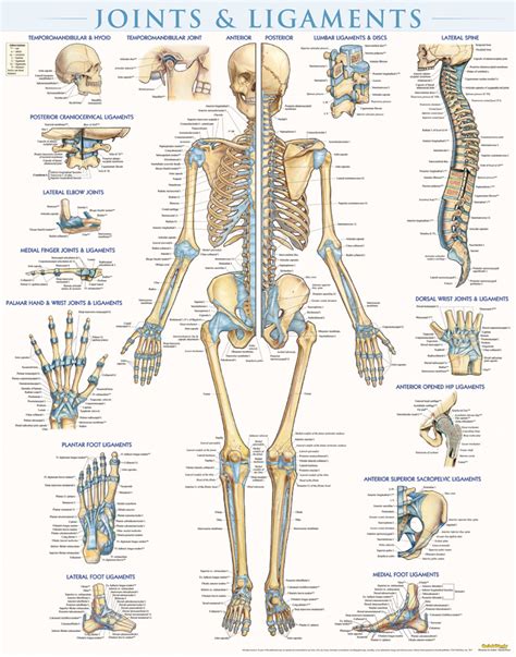 Quickstudy Joints And Ligaments Laminated Poster 9781423228714
